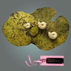 Trois ammonites avec coquille de nacre naturelle - Animal, Collections