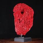 Corail rouge géant - Tubipora Musica - spécimen de locéan, Collections