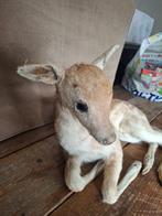 Damhert Support de corps entier pour taxidermie - Schattig, Nieuw