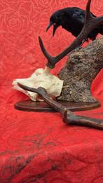 Corneille noire - Cerf élaphe Taxidermie wandmontage -