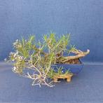 Rozemarijn - Hoogte (boom): 17 cm - Diepte (boom): 35 cm -