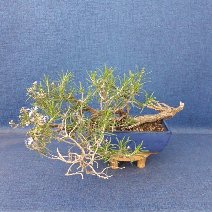 Rozemarijn - Hoogte (boom): 17 cm - Diepte (boom): 35 cm -, Antiek en Kunst, Curiosa en Brocante