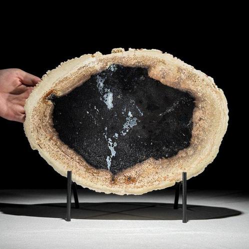 -C- Prachtige plak versteende palmwortel op een aangepaste, Verzamelen, Mineralen en Fossielen