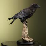 Raaf Taxidermie Opgezette Dieren By Max, Verzamelen, Ophalen of Verzenden, Nieuw, Vogel, Opgezet dier