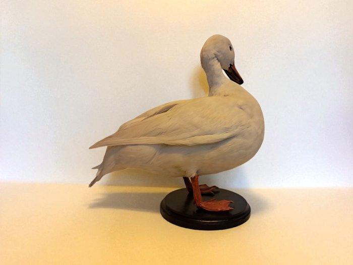 Eend Taxidermie volledige montage - Anas platyrhynchos, Verzamelen, Dierenverzamelingen