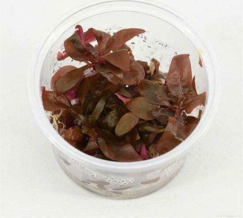 In-Vitro cup Althernanthera Mini - aquariumplant 100cc, Dieren en Toebehoren, Vissen | Aquaria en Toebehoren, Verzenden