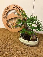 Japanese iep bonsai (Zelkova) - Hoogte (boom): 25 cm -