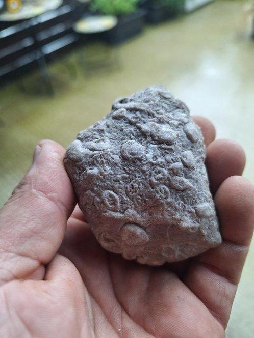 Oude fossielenverzameling met meer dan 30 stukken - Fossiele, Verzamelen, Mineralen en Fossielen