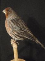 huiskanarie Taxidermie volledige montage - Canaria domestica