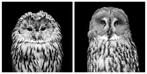 Marco Simoni - Owls - 130 cm & 152 cm, Verzamelen