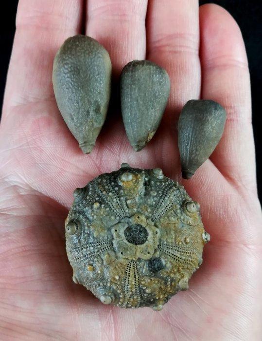 Indrukwekkende zee-egel, 37 mm!!! - Uitzonderlijke grootte, Verzamelen, Mineralen en Fossielen