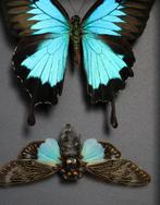 Vlinder Taxidermie volledige montage - Papilio ulysses, Nieuw