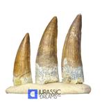 Set van 3 juveniele Suchomimus tenerensis spinosauride