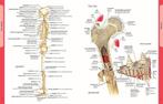 Anatomie van het menselijk lichaam 9789089986184, Boeken, Ken Ashwell, Zo goed als nieuw, Verzenden