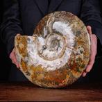 Cleoniceras exclusif polonais - Coquillage fossilisé -