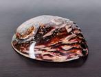 Grand cuivre poli Midas ormeau Coquillage marin - Haliotis, Nieuw