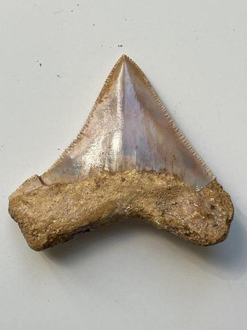 Megalodon tand 6,4 cm - Fossiele tand - Carcharocles, Verzamelen, Dierenverzamelingen