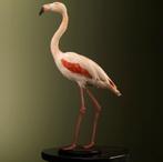 Rode Flamingo Taxidermie Opgezette Dieren By Max, Verzamelen, Nieuw, Opgezet dier, Vogel, Ophalen of Verzenden