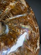 Iriserende ammoniet - Gefossiliseerde schelp -, Verzamelen, Mineralen en Fossielen