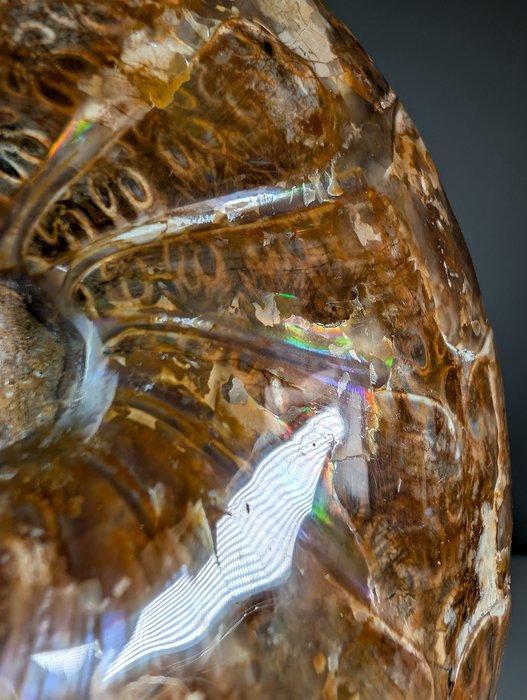 Iriserende ammoniet - Gefossiliseerde schelp -, Verzamelen, Mineralen en Fossielen