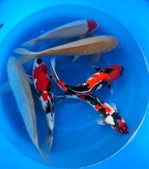 Hirasawa Marusei 45-55cm (Japanse Koi), Tuin en Terras, Vijvers, Nieuw, Ophalen of Verzenden