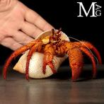 Reusachtige hermietkreeft in Tonnidae-schelpen – Natuurlijke, Nieuw