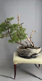 Den bonsai (Pinus) - Hoogte (boom): 70 cm - Diepte (boom):