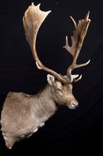 Damhirsch Taxidermie volledige montage - Dama dama - 1 m - 1, Nieuw