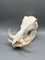 Wrattenzwijn Schedel - Phacochoerus africanus - 19 cm - 17, Nieuw