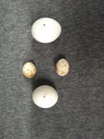 Œufs de rapace et de chouette Œuf - Nyctea scandiaca - Bubo, Nieuw