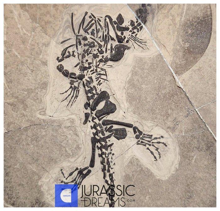 Interessant, echt gedeeltelijk gedesarticuleerd skelet van, Verzamelen, Mineralen en Fossielen