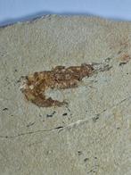 Kreeft - Gefossiliseerd dier - Shrimps/fish - 17.5 cm
