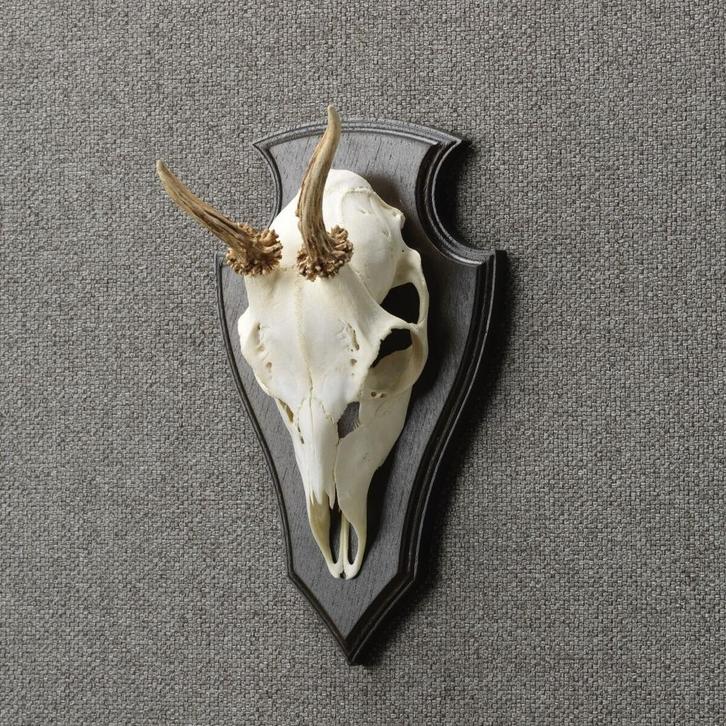 Reebok Schedel Taxidermie Opgezette Dieren By Max, Verzamelen, Dierenverzamelingen, Opgezet dier, Nieuw, Wild dier, Ophalen of Verzenden