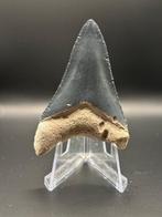Megalodon - Fossiele tand - CARCHARIAS MEGALODON - 6.6 cm -