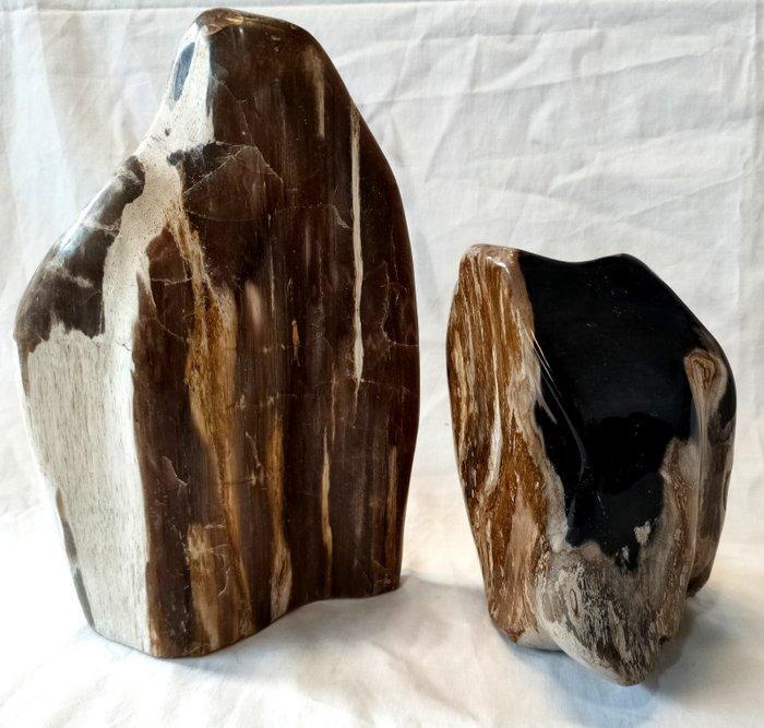 Versteend hout - Gefossiliseerd hout, Verzamelen, Mineralen en Fossielen