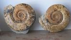 2 grote ammonieten - Gefossiliseerde schelp - Hildoceras, Verzamelen