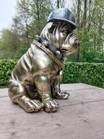 Statue, English bulldog with gold dollar chain - 36 cm -