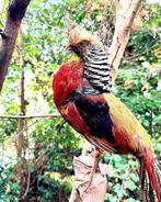 Jachttrofee, Verzamelen, Dierenverzamelingen, Nieuw