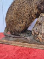 Bever Taxidermie volledige montage - Myocastor coypu -, Nieuw