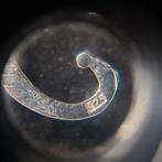 Argento 925. Ammonite fossile. - Broche - Mahajanga,