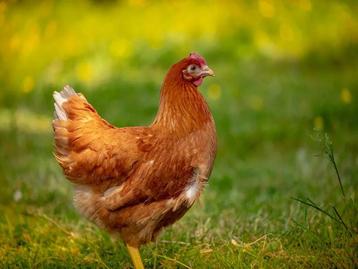 legkippen en sierkippen op paasmaandag in Rillaar