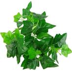 Hedera bundel Ivybush Groen 40 cm klimop per stuk, Nieuw