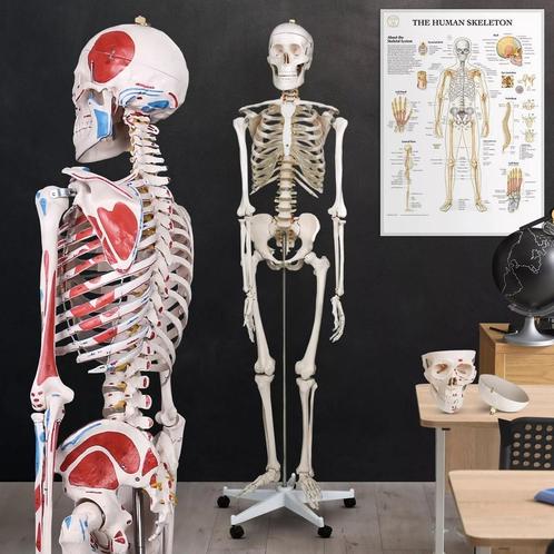 Skelet Anatomie model levensgroot met spier weergave poster, Diversen, Schoolbenodigdheden, Nieuw, Ophalen of Verzenden