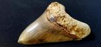 Megalodon - Fossiele tand, Verzamelen