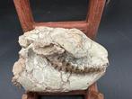 Fossiele schedel - Merycoidodontidae skull - 13 cm - 9 cm, Verzamelen