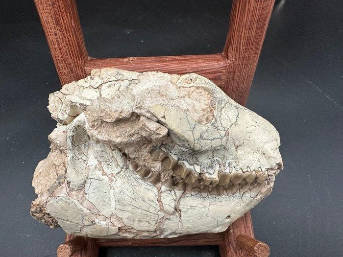 Fossiele schedel - Merycoidodontidae skull - 13 cm - 9 cm, Verzamelen, Mineralen en Fossielen