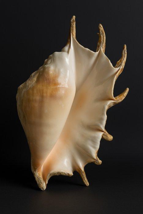 Gastropode Zeeschelp - Lambis truncata (Zonder Minimumprijs), Antiek en Kunst, Curiosa en Brocante
