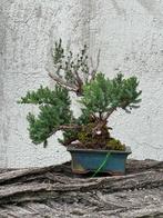 Jeneverbes bonsai (Juniperus) - Hoogte (boom): 10 cm -