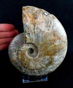 Ammoniet - Gefossiliseerd dier - Aioloceras (Cleoniceras)