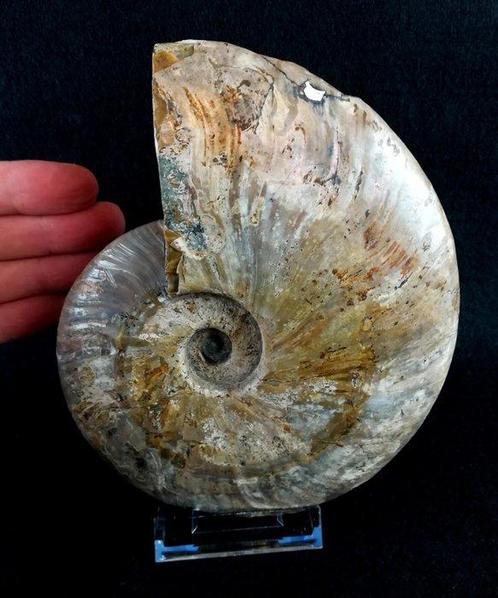Ammoniet - Gefossiliseerd dier - Aioloceras (Cleoniceras), Verzamelen, Mineralen en Fossielen